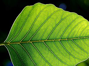 Veined leaf