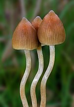 Thumbnail for Psilocybe semilanceata