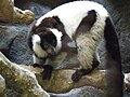 Black-and-white Ruffed Lemur (Varecia variegata) at Barcelona Zoo