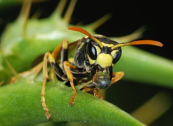 European paper wasp