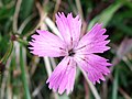 Dianthus nitidus