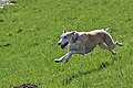 Galgo Español