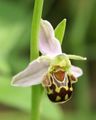 Fiore di Ophrys apifera