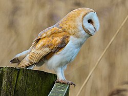 Chouette effraie (Tyto alba)