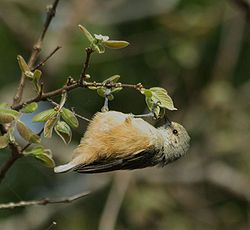 Afrikanpussitiainen (Anthoscopus caroli)