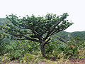 Agathis ovata à proximité du col de Prony