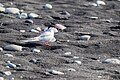 Arctic tern on beach