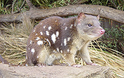 Plankumainais caunsomainis (Dasyurus maculatus)