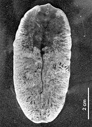 Cicavica obrovská