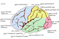 Face externe du cerveau