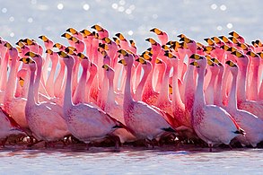 flamingo's