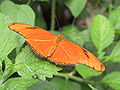 Dryas julia