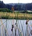 Schoenoplectus acutus at the Humboldt Bay National Wildlife Refuge. Tule reeds between 1 and 3 meters in height covered the Tulare Lake archipelago.