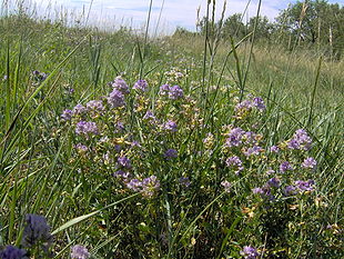 Lucerne (Medicago sativa).