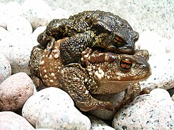 Krötenpärchen auf der Wanderung (von Janekpfeifer)