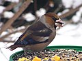 Hawfinch in Bytom, Poland