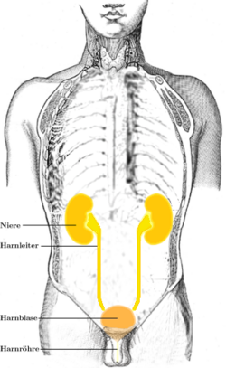 Systema urinarium