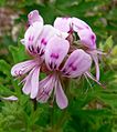 Pelargonium graveolens