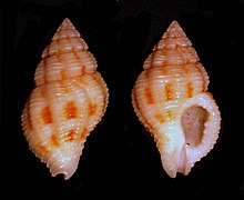 Peristernia nassatula