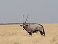 Parque Etosha, Namíbia