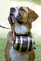 St Bernard with barrel