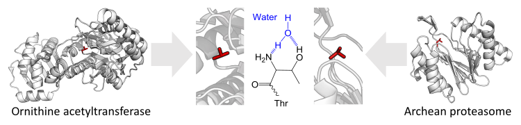 Catalytic triad