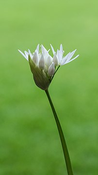 Inflorescence d'Ail des ours.