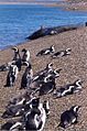 Magellan-Pinguine an der Küste von Valdés. Ein See-Elefanten-Weibchen mit Jungtier ist im Hintergrund zu sehen