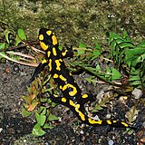 Salamandra-de-fogo (Salamandra salamandra)