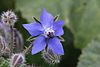 Borago officinalis