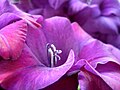 Gladiole in Sachsen