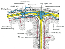 {Schematische weergave van een doorsnede bovenaan de schedel. De falx cerebri is de gele lijn die naar beneden loopt.