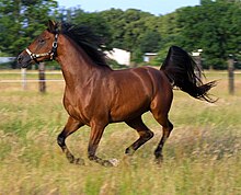 Photo couleur. Cheval brun rouge au galop, crinière noire et queue noire relevée.