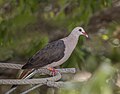 Pink pigeon (Nesoenas mayeri)