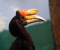 Male at the National Aviary, Pittsburgh. Males have red irises