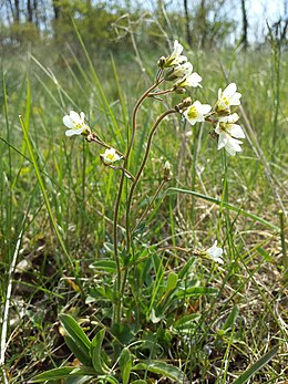 Bibircses kőtörőfű (Saxifraga granulata)