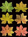 Leaf colouring from spring (top left) to autumn (bottom right)