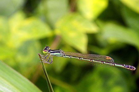 female