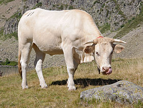 Vache en estive pyrénéenne