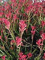 Anigozanthos Bush Pearl in the Royal Botanic Gardens, Cranbourne[12]