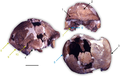 May 1: holotype of Homo cepranensis