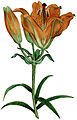 Lilium bulbiferum o gilio rosso, pianta perenne