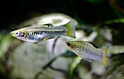 A Perugia's limia male approaching a female