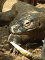 Komodoko dragoia.