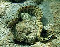 Image 12 Snowflake moray More selected pictures