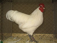 White rooster