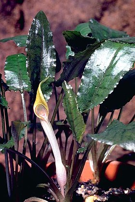 Cryptocoryne beckettii