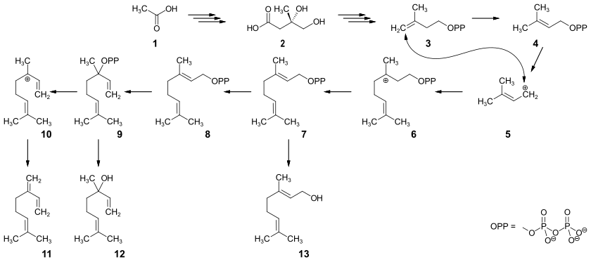 Biosynthese verschiedener Terpene aus Essigsäure über Geraniolpyrophosphat