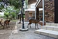 Bushbuck visiting a house