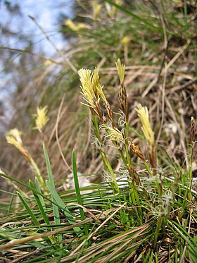 Jordstar (Carex humilis) Foto: Harald Berger